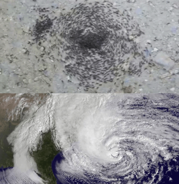 Ants Hurricane