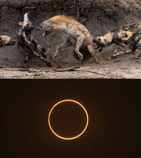 Hyenas Eclipse